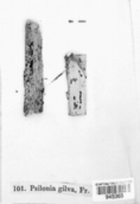 Volutella gilva image